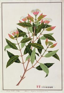Boongo Chinkie（マレー語）、Eugenia CaryophyllatallenまたはClove、マラッカの植物の絵、c.1805-18（紙にトイレ） 作： Chinese School